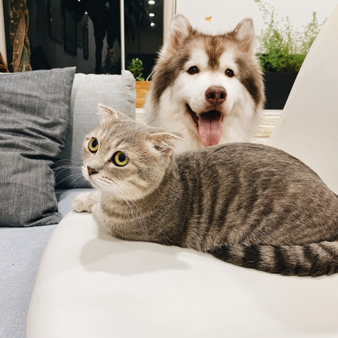 Pipeta Antiparasitario Perros Pequeña y Gatos Parasital De Zotal